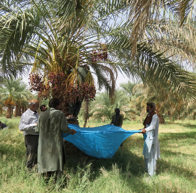 برداشت خرما از مزرعه ده رضا